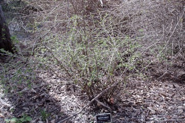 Common Barberry, European barberry