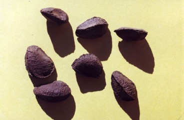 Brazil nut