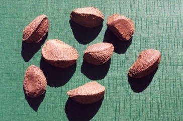 Brazil nut