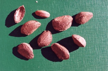 Brazil nut
