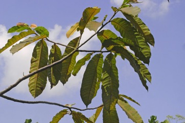 Brazil nut