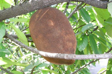 Brazil nut