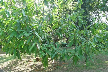 Brazil nut