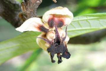 Brazil nut