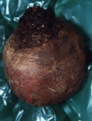 Beetroot