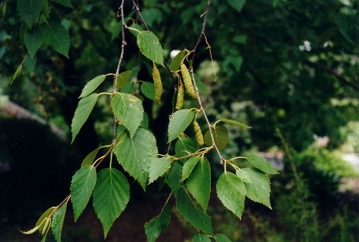 Paper birch, Canoe Birch, White birch