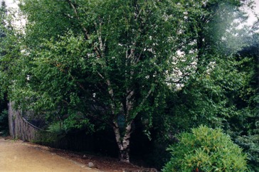 Paper birch, Canoe Birch, White birch