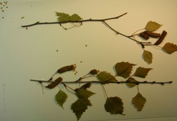 European Birch, Silver Birch