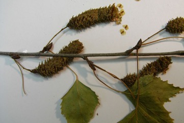 European Birch, Silver Birch