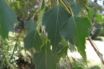 European Birch, Silver Birch