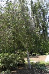 European Birch, Silver Birch