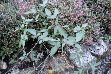 Cobbler’s pegs, Spanish needles