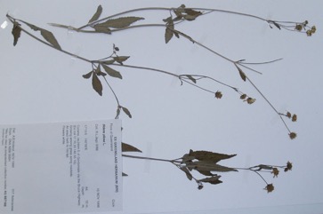 Cobbler’s pegs, Spanish needles