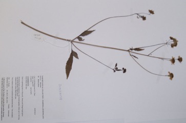 Cobbler’s pegs, Spanish needles