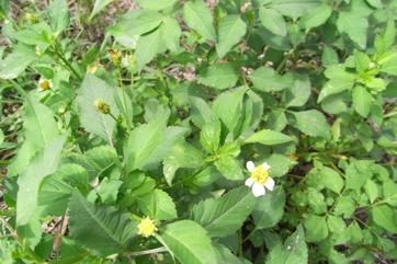 Cobbler’s pegs, Spanish needles