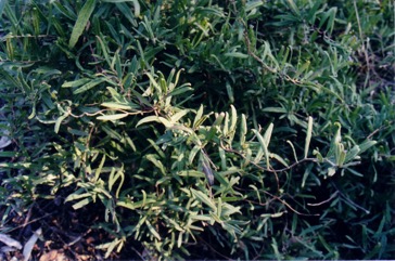 Appleberry, Apple dumpling, Common Appleberry
