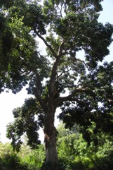 Java cedar