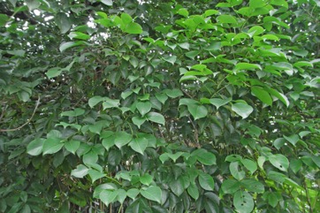 Java cedar