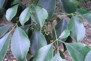 Java cedar