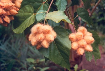 Bixa