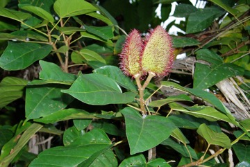 Bixa