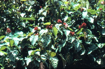 Bixa