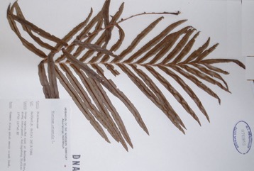 Bungwall, Mountain fern cat, Centipede fern