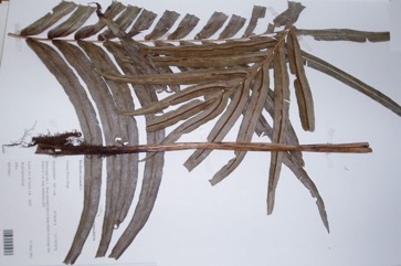 Bungwall, Mountain fern cat, Centipede fern