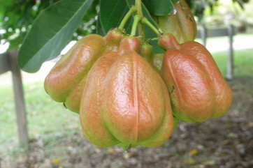 Akee
