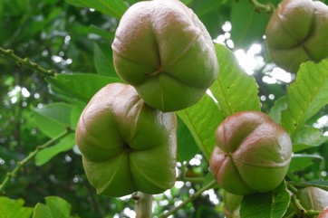 Akee