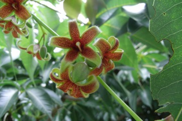 Akee