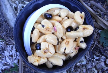Akee