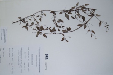 Hogweed, Tar vine, Red hogweed