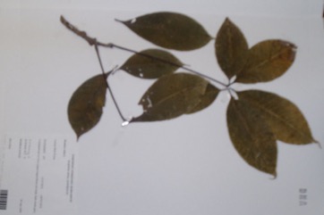 Kapok tree, Red silk-cotton tree