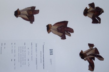 Kapok tree, Red silk-cotton tree