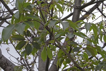 Kapok tree, Red silk-cotton tree