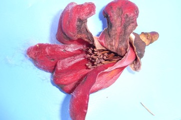 Kapok tree, Red silk-cotton tree