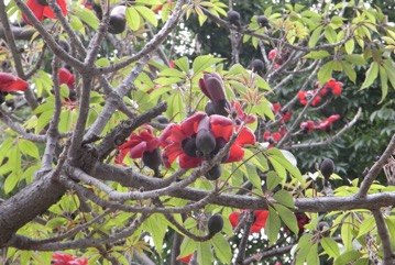 Kapok tree, Red silk-cotton tree