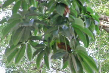 Red-flowered silk cotton tree