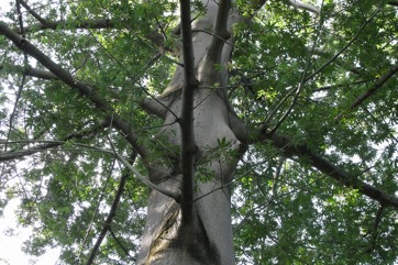 Red-flowered silk cotton tree