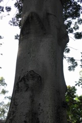 Red-flowered silk cotton tree