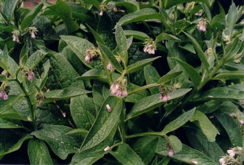 Borage