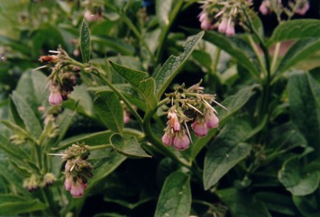 Borage