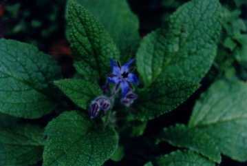 Borage