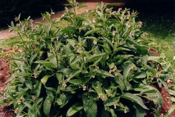 Borage