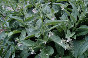 Borage