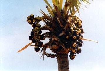 Wine palm, Palmyra Palm