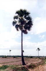 Wine palm, Palmyra Palm