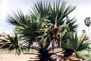 Wine palm, Palmyra Palm