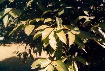 Maprang